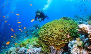 Melhores Destinos para Mergulho