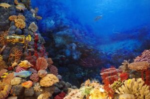 Corais incríveis no Mar vermelho que mostra o beleza de cidades do Egito